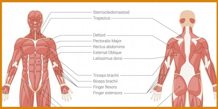 Compound Shoulder Exercises - Our Go To Shoulder & Back Workouts