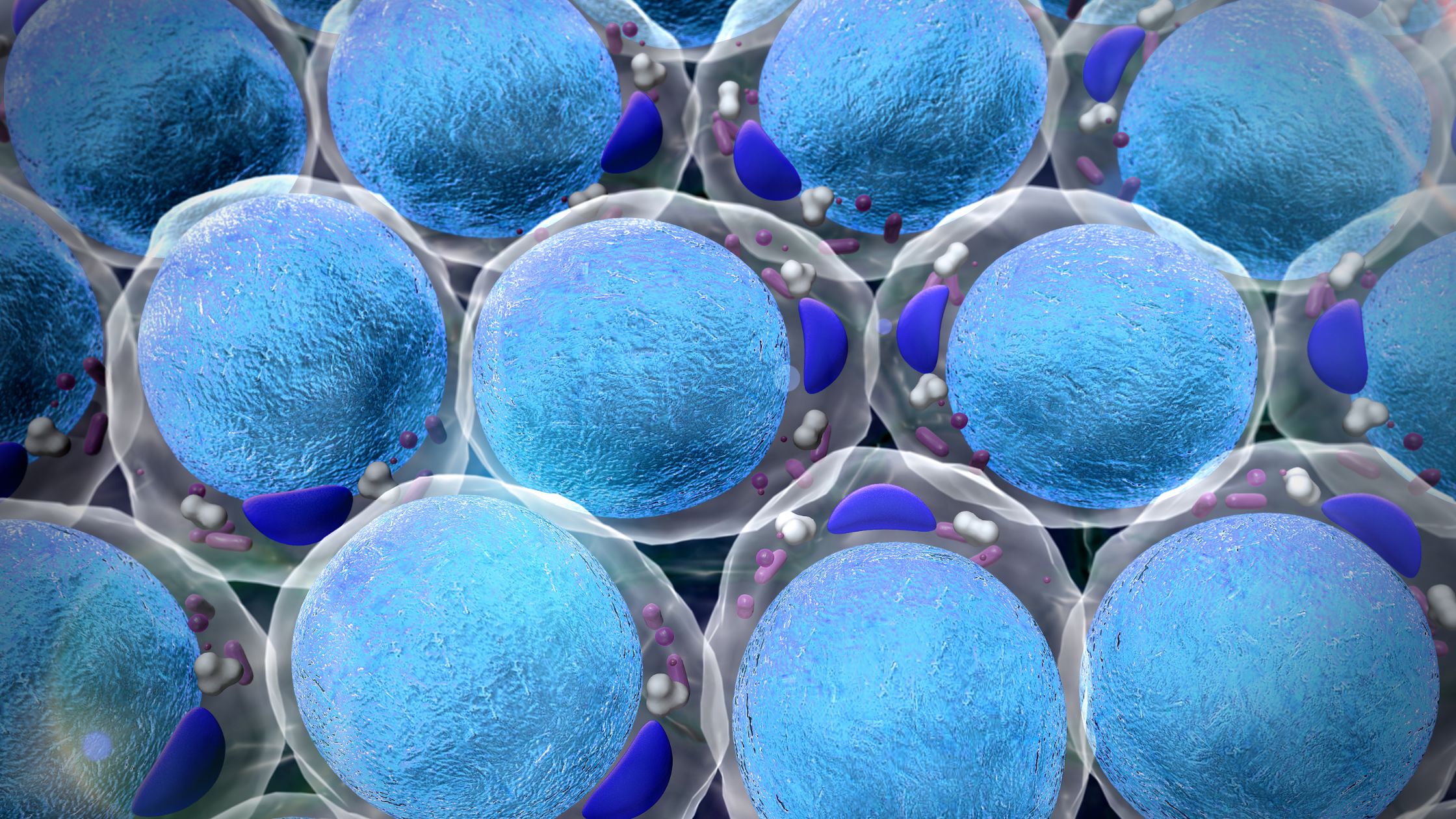 fat cells feature image