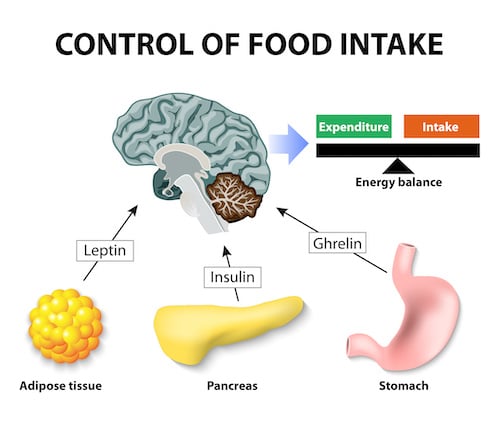 Lepton control of food intake educational diagram