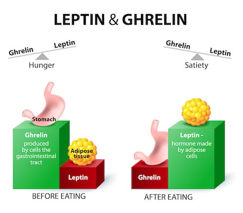 educational diagrom on ghrelin and leptin