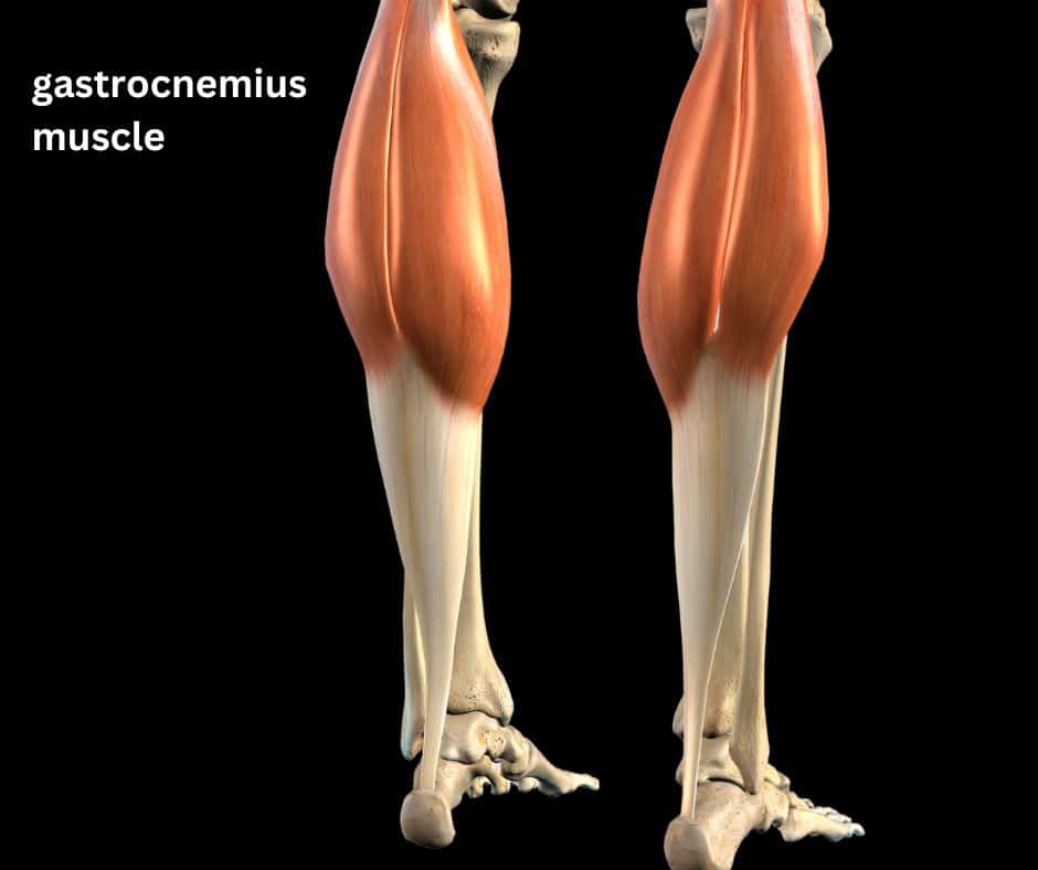 labelled diagram of gastrocnemius muscle